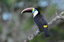 Tucano-de-papo-branco / White-throated Toucan