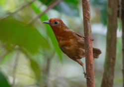 Uirapuru-do-imeri / Imeri Wren