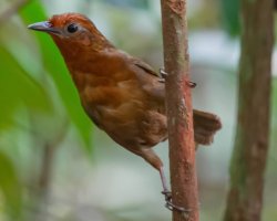 Uirapuru-do-imeri / Imeri Wren