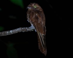 Urutau-ferrugem / Rufous Potoo