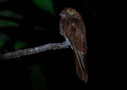 Urutau-ferrugem / Rufous Potoo