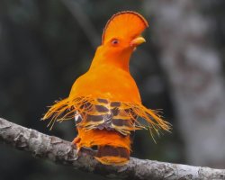 Galo-da-serra / Guianan Cock-of-the-rock